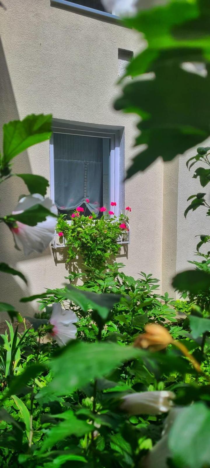 Anna'S Guesthouse คลูจ-นาโปกา ภายนอก รูปภาพ